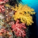 coral_soft_ni_v_0705_png1638.jpg
